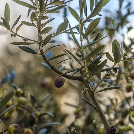 ホテル Serra D'aire Boutique - Sa 3*